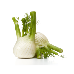 Fennel