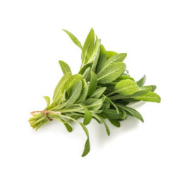 Herb Sage