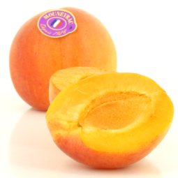 Apricot
