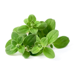 Herb Mint