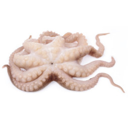 Octopus Whole Raw PC+/- 2 KG