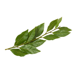 Herb Bayleaf
