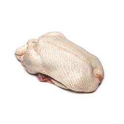 Duck Female Barbarie