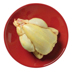 Chicken Yellow Baby