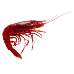 Shrimp Carabinero Plesiopenaeus  15/19 KG