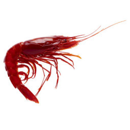 Shrimp Carabinero Plesiopenaeus  15/19