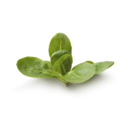 Salad Lamb's Lettuce
