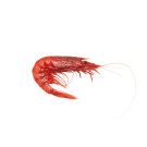 Gambero Rosso Prawns (M Size)