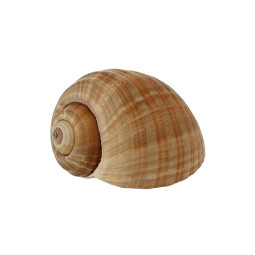 Burgundy Snails Escargots Bourgogne