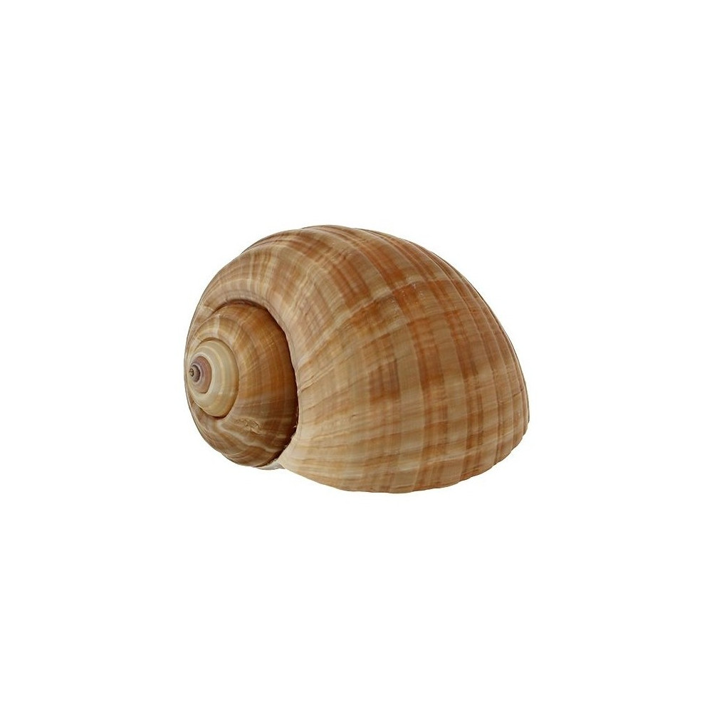 Burgundy Snails Escargots Bourgogne