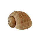 Burgundy Snails Escargots Bourgogne