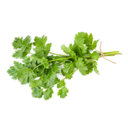 Herb Coriander