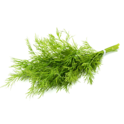 Herb Dill