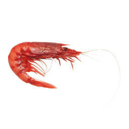 R.D Mazara Frozen Shelled Red Prawn & Gobetto Nudo & Crudo 900G