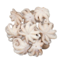 Palamos Frozen Octopus 40-60Pc/Kg Cleaned  800G
