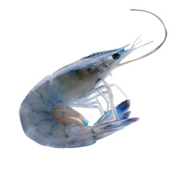 Obsiblue Prawns 31/40