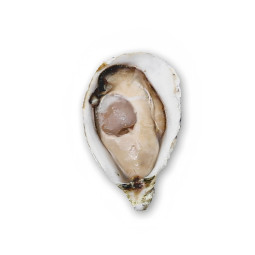 Dibba Bay Oysters N4