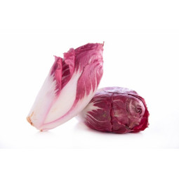 Chicory Red