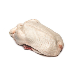 Duck Barbarie Entire Female
