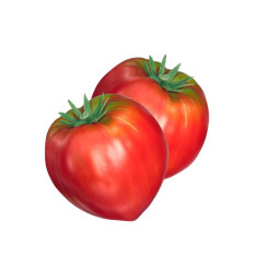 Tomato Oxheart Provence