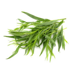 Herb Tarragon