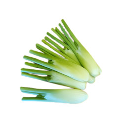 Baby Fennel