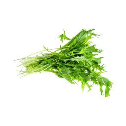 Salad Mizuna