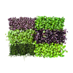 Cress Sakura Mixed