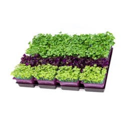 Cress Shiso Mixed