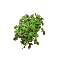 Cress Vene