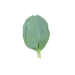Cress Oyster Leaves