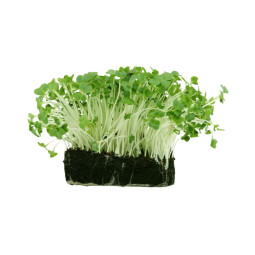 Cress Atsina