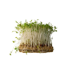 Cress Daikon