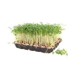 Cress Ghoa