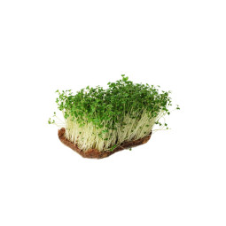 Cress Mustard