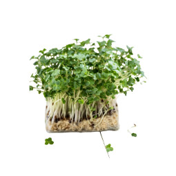 Cress Tahoon
