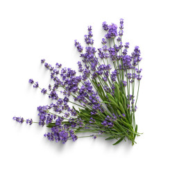 Flower Lavender
