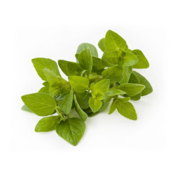 Herb Oregano
