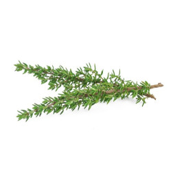 Herb Thyme