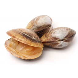 Clams Lupino Large / KG