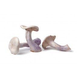Mushroom - Bluefoot +/- 250G