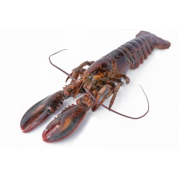 Lobster (US/Canada) 600-800 GR