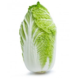 Chinese Cabbage +/- 1.8KG / PC