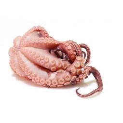 Octopus (Raw) +/- 4.5 Kg