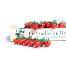 Tomato Cherry On Vine