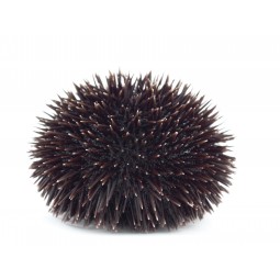 Fresh Sea Urchin From Britanny 3KG (15-18PCS)