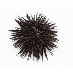 Fresh Sea Urchin From Galicia 3KG (30-36PCS)
