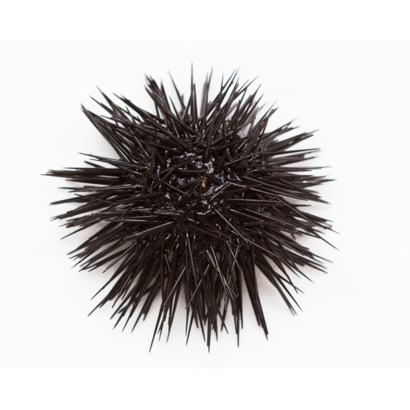 Fresh Sea Urchin From Galicia 3KG (3036PCS)