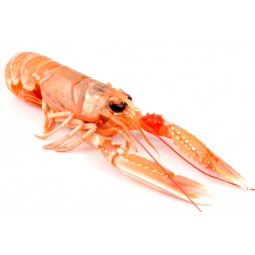 Langoustine 8/12 800gr