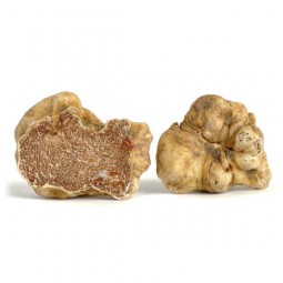 Piedmont white truffle +/- 40GR